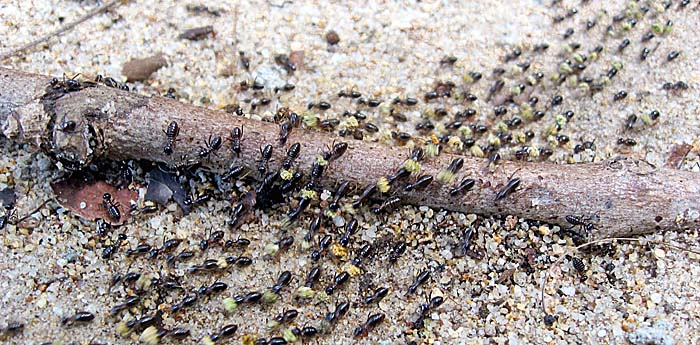 'Ants and Termites' by Asienreisender